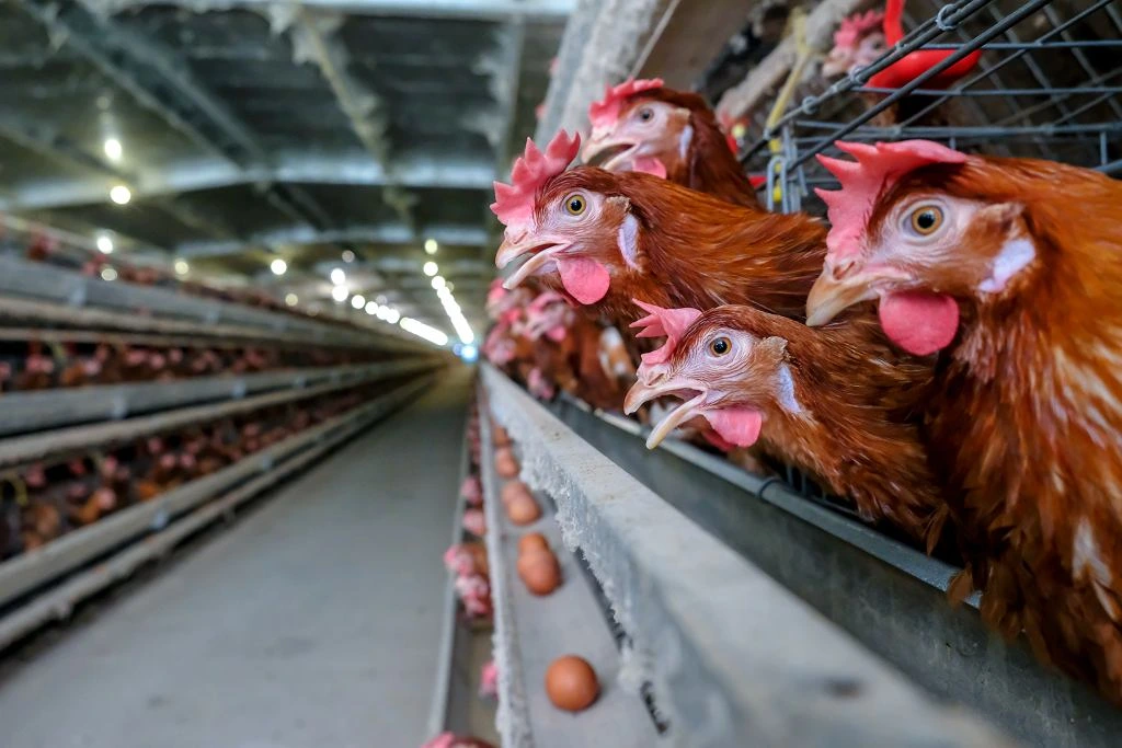 Mengenal Manajemen Pemeliharaan Ayam Petelur Modern